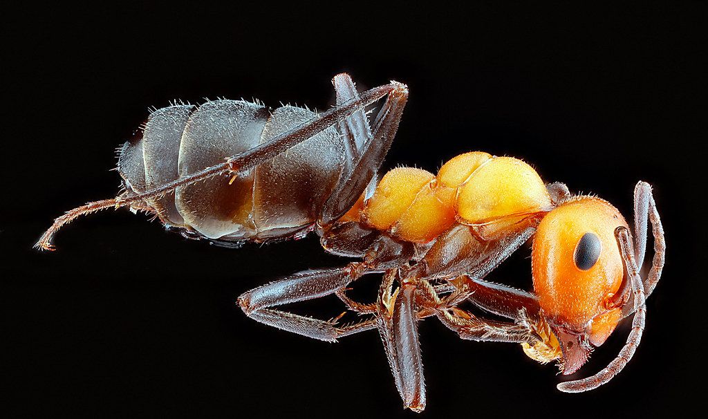 Ant Control service in Garland, TX