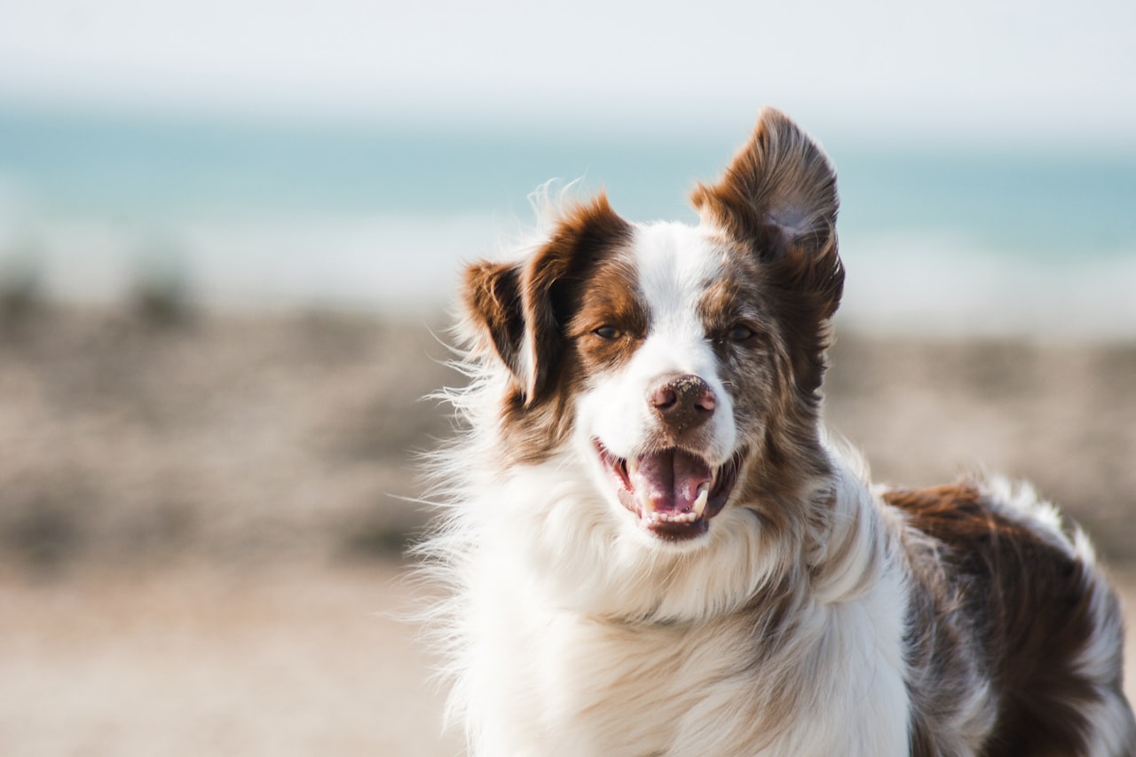 Flea & Tick Control service in Garland, TX