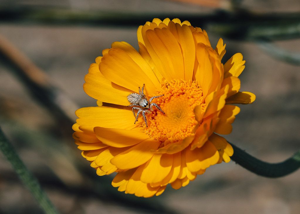 Spider Control service in Garland, TX